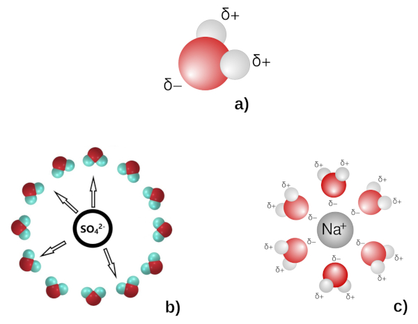 Sphères de solvatation de SO42− et Na+ dans l'eau