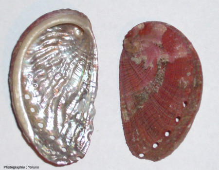 Coquille d'ormeau (Haliotis tuberculata) vue de l'intérieur et de l'extérieur