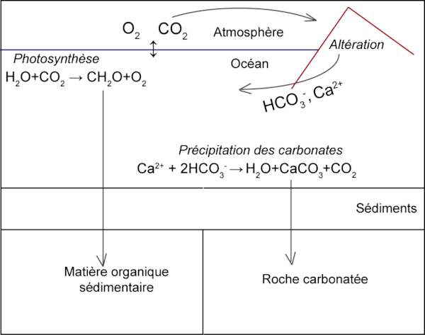 Principaux couplages entre les cycles du carbone et de l'oxygène permettant la régulation de la composition du système océan-atmosphère à l'échelle des temps géologiques