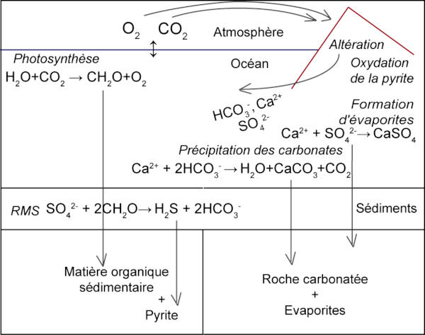 Principaux couplages entre les cycles du soufre, du carbone et de l'oxygène