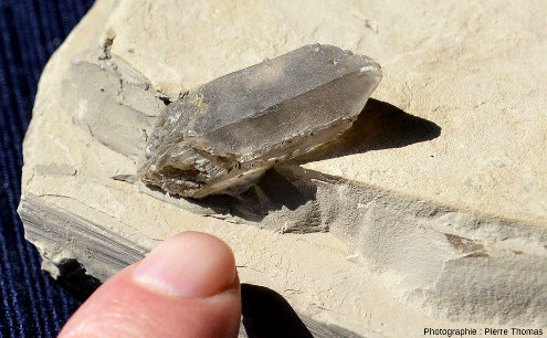 Cristal de gypse automorphe dans une marne argileuse, Cornillon-en-Trièves (Isère)