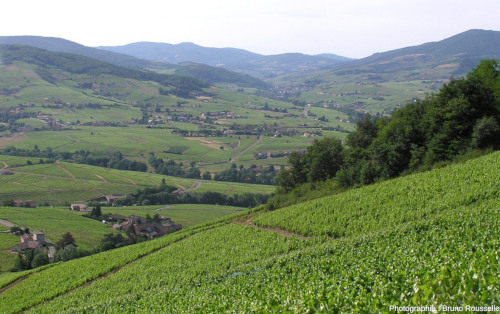 Le Beaujolais, son paysage viticole dans la vallée de l’Ardières et son point culminant, le Mont Saint-Rigaud, au centre gauche de l’image
