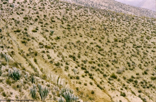 Désertification avec érosion aggravée due au surpâturage caprin en climat aride de type péruvien, Limari-Ovalle, Chili
