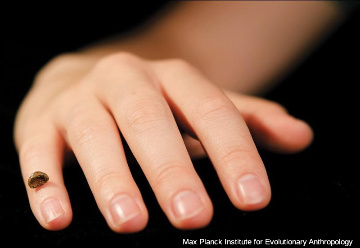 Reproduction de la phalange retrouvée en 2008 dans la grotte de Denisova, dont l'ADN nucléaire encore préservé a permis de l'attribuer à un groupe humain jusqu'alors inconnu, les dénisoviens