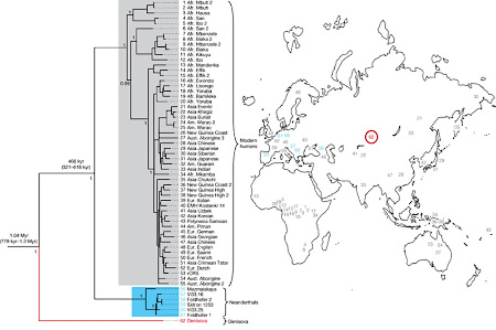 Phylogénie déduite de la comparaison de l'ADN mitochondrial extrait de la phalange de la grotte de Denisova avec les ADNmt d'humains modernes et de néandertaliens disponibles avant 2010