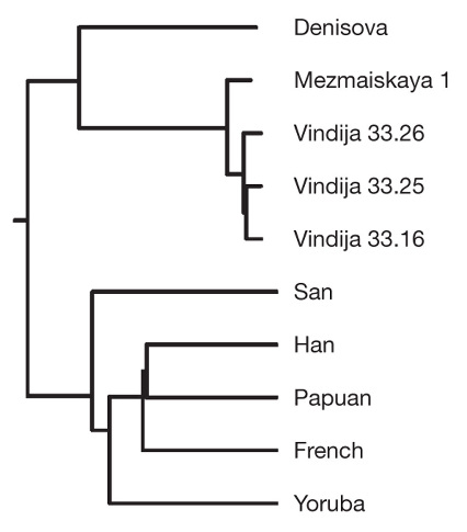 Phylogénie construite par la méthode du neighbour-joining à partir de la comparaison des génomes nucléaires d'humains actuels (San, Han, Papou…) et des séquences néandertaliennes (Vindija et Mermaïskaia) et dénisoviennes disponibles en 2010