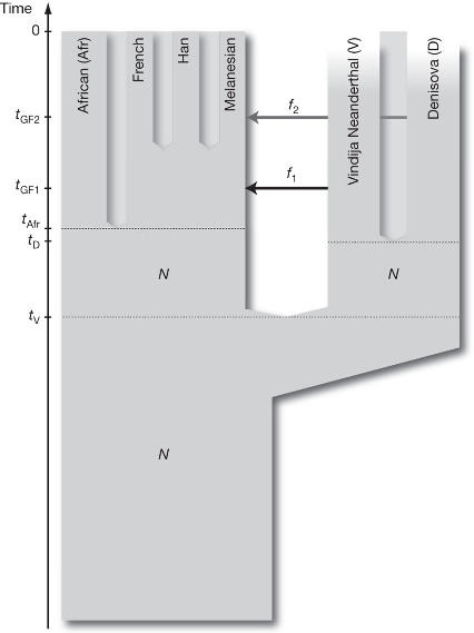 Modèle d'évolution des populations d'hominines d'après les analyses phylogénétiques et les traces d'hybridation identifiées en 2010 entre néandertaliens, dénisoviens et sapiens