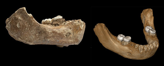 Profil droit de l'hémi-mandibule de Xiahe, et, à droite, reconstitution virtuelle de la mandibule, nettoyée de sa gangue carbonatée et symétrisée