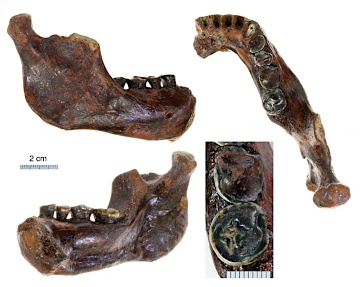 Vues de la demi-mandibule Penghu 1 et détail des surfaces des deux molaires