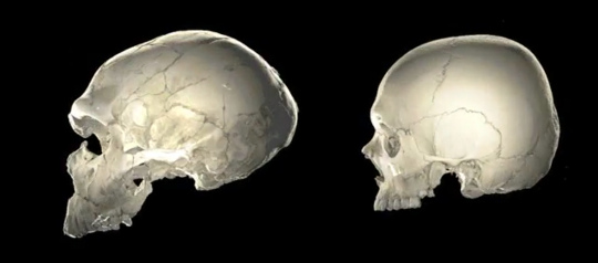 Comparaison des crânes d'un Homo neanderthalensis (à gauche) et d'un Homo sapiens (à droite)
