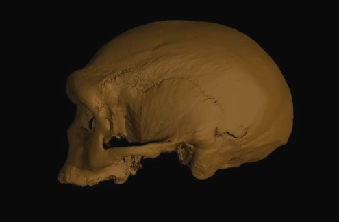 Crâne de l'Homo longi de Harbin, identifié comme dénisovien en 2025