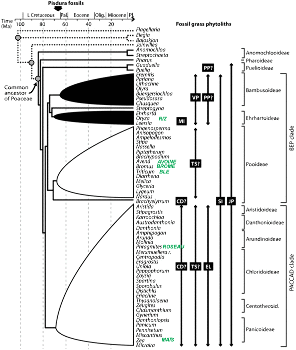 Affinités systématiques des morphotypes de phytolithes fossiles récoltés dans les coprolithes de Pisdura