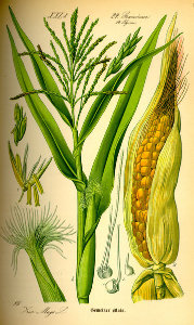 Zea maïs, le maïs actuel