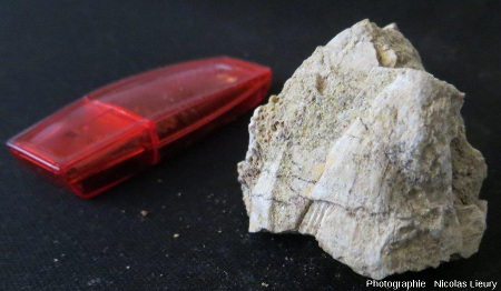 Affleurement 1, fossile de rudiste échantillonné sur le flanc Sud de la Chaine des Costes