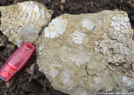 Affleurement 3, de nombreuses coquilles de bivalves (Pecten, Ostrea ?) se retrouvent dans le calcaire bioclastique
