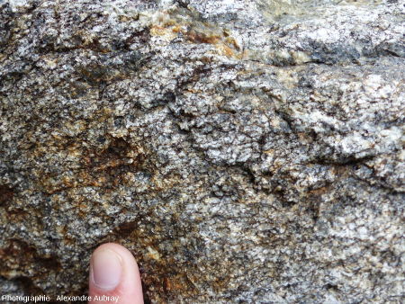 Encaissant paléozoïque du dyke de Brenterc'h : les gneiss de Kerhornou