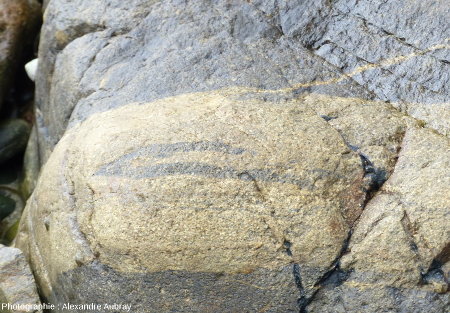 Détail du filon de granodiorite injecté dans le gneiss