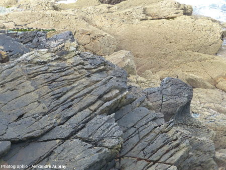 Contact entre le gneiss de Kerhornou (roche sombre) et la granodiorite de la Pointe des Renards (roche claire)