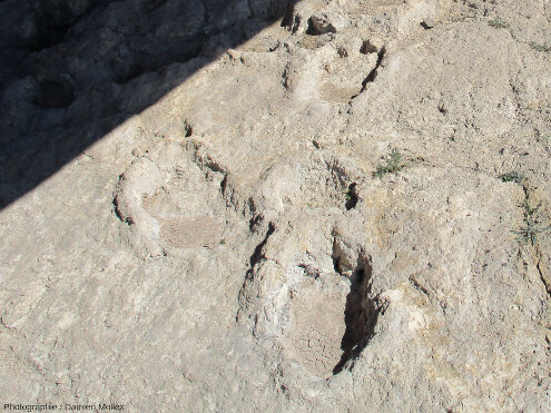 Vue rapproché sur une piste de sauropode, Las Sereas 7