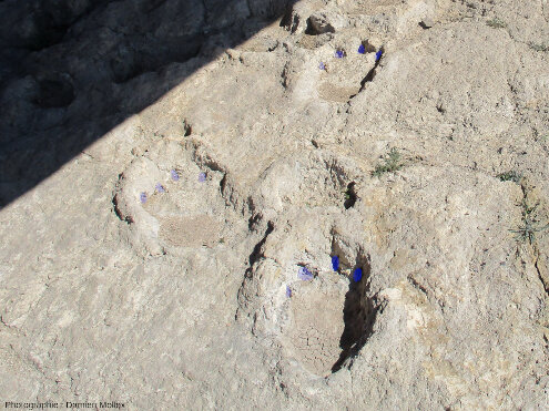 Interprétation de la piste de sauropode de la figure précédente