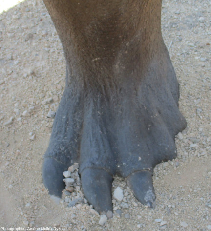 Détail du pied gauche du sauropode, avec ses trois griffes