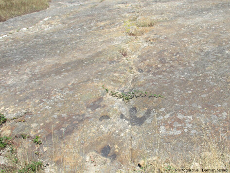 Piste d’ornithopode, site d’El Frontal II, Regumiel de la Sierra (Province de Burgos)