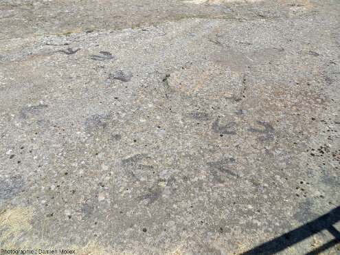 Pistes d’ornithopodes et de théropodes, El Frontal I, Regumiel de la Sierra