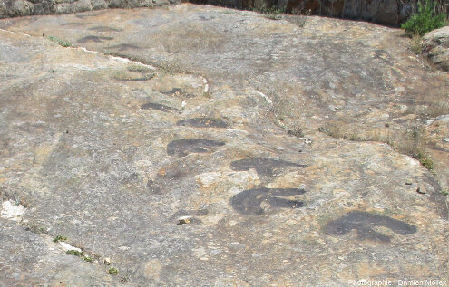 Une piste de gros ornithopode, El Frontal II, Regumiel de la Sierra (Province de Burgos)