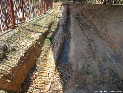 Arbre fossile (probablement un conifère) de Matalaguna, Castrillo de la Reina