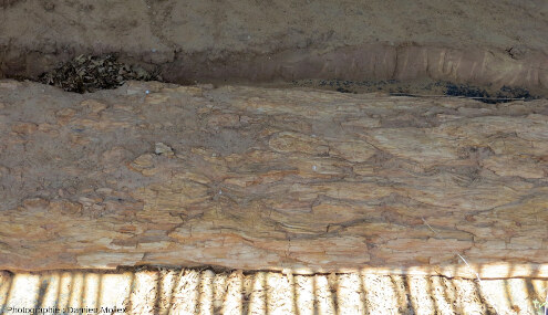 Vue rapprochée sur l’écorce de l’arbre fossile de Matalaguna, Castrillo de la Reina