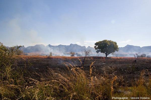 La culture sur brûlis, très pratiquée à Madagascar, explique en partie la déforestation dans le pays
