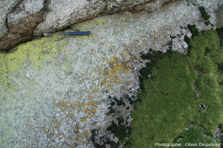 Zonation végétale mousses-lichens