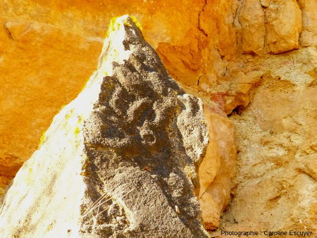 Dalle calcaire à encroûtement stromatolithiques