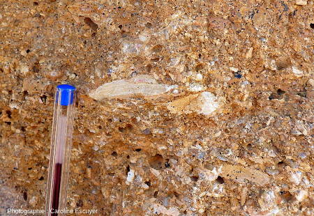 Lamines stromatolithiques dans des dépôts gréseux