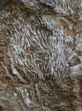 Coraux en position de vie (fossiles)