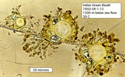 Populations microbiennes dans un basalte au sein d'une zone de verre non altéré