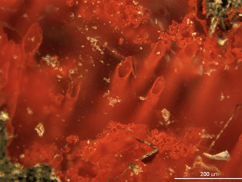 Microtubes en hématite vus à l'intérieur d'une roche siliceuse et ferreuse hydrothermale de la ceinture du Nuvvuagittuq au Canada