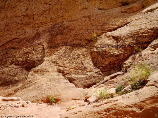 Détail des stratifications éoliennes entrecroisées des grès Navajo au niveau d'une paroi verticale du canyon de Capitol Gorge, dans le Parc national de Capitol Reef, Utah