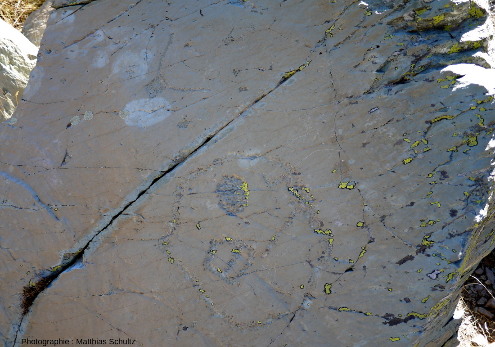 Gravures de l'âge du Bronze à la surface des siltites présentant un beau poli glaciaire dans la vallée des Merveilles (massif du Mercantour)