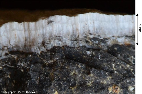 Filonnet d'aragonite recoupant un basalte et montrant sa structure interne caractéristique : cristaux allongés, perpendiculaires aux épontes