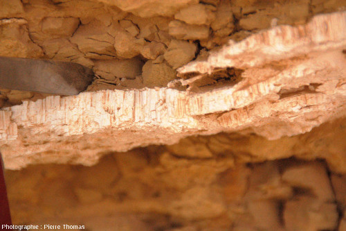 Filonnet de gypse fibreux recoupant des argiles marneuses rouges, oasis de Siwa, Égypte