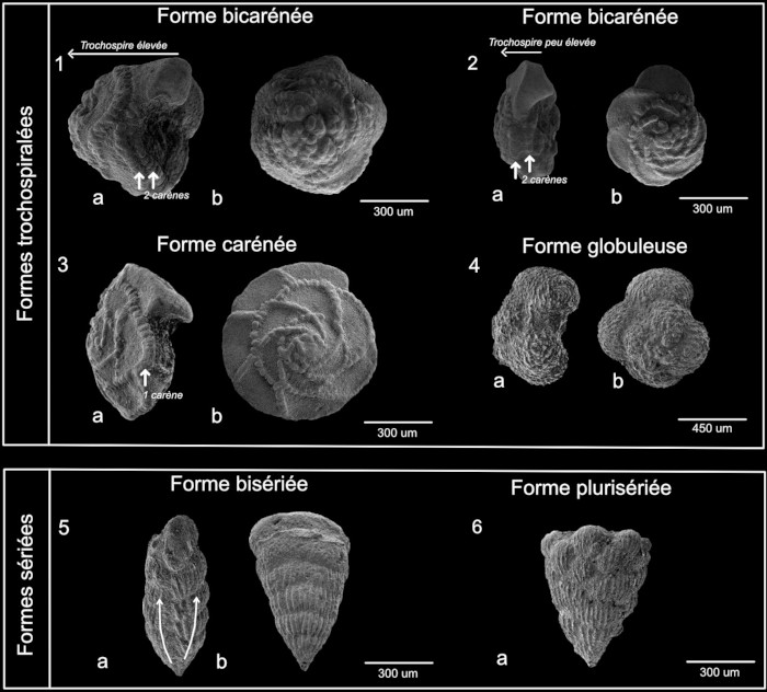 Les différentes architectures de test des foraminifères planctoniques du Crétacé supérieur