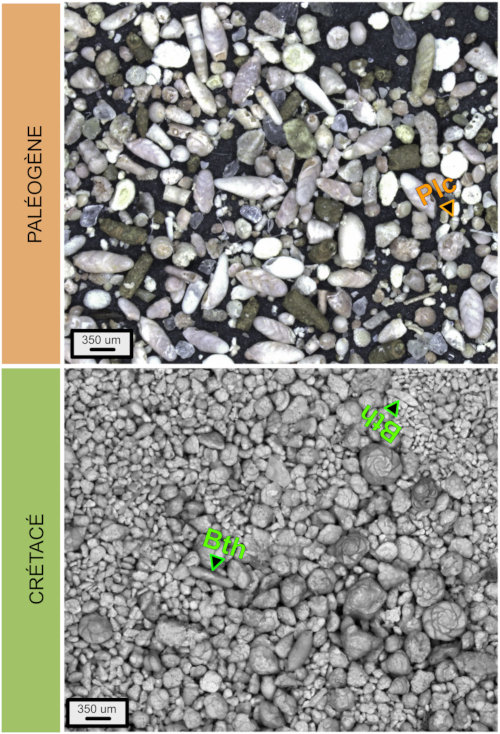 Résidus de tamis (fraction comprise entre 63 µm et 1 mm) issus de sédiments prélevés de part et d'autre de la limite Crétacé-Paléogène sur la coupe de la Bidart (Pyrénées-Atlantiques, France)