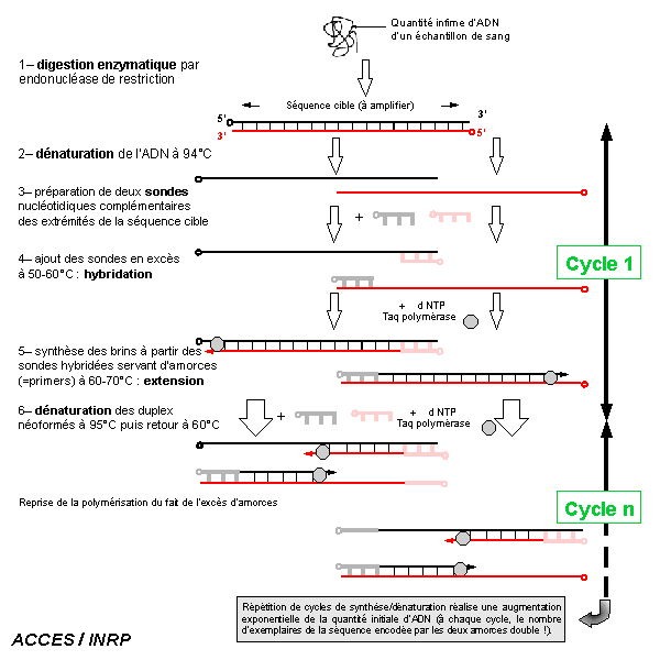 Schéma de principe de la technique de PCR