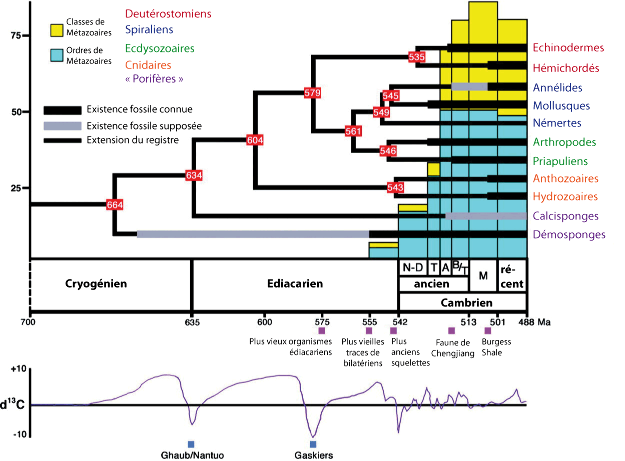 Tempo de l'évolution animale dans son contexte géologique à la transition Néoprotérozoïque/Cambrien