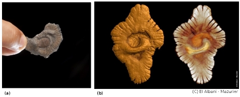Exemples de spécimens et de reconstitutions par ordinateur des fossiles du Gabon