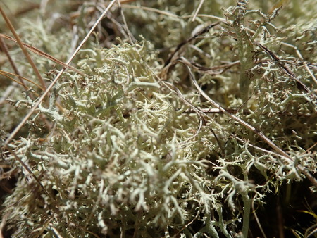 Un lichen