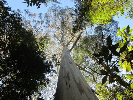 Eucalyptus d'Australie