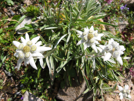 Edelweiss. fleur de montagne