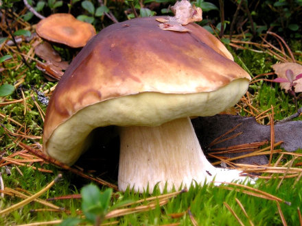 Un champignon témoin de terrain siliceux, le cèpe de Bordeaux